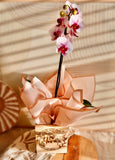 Blossom in Wood